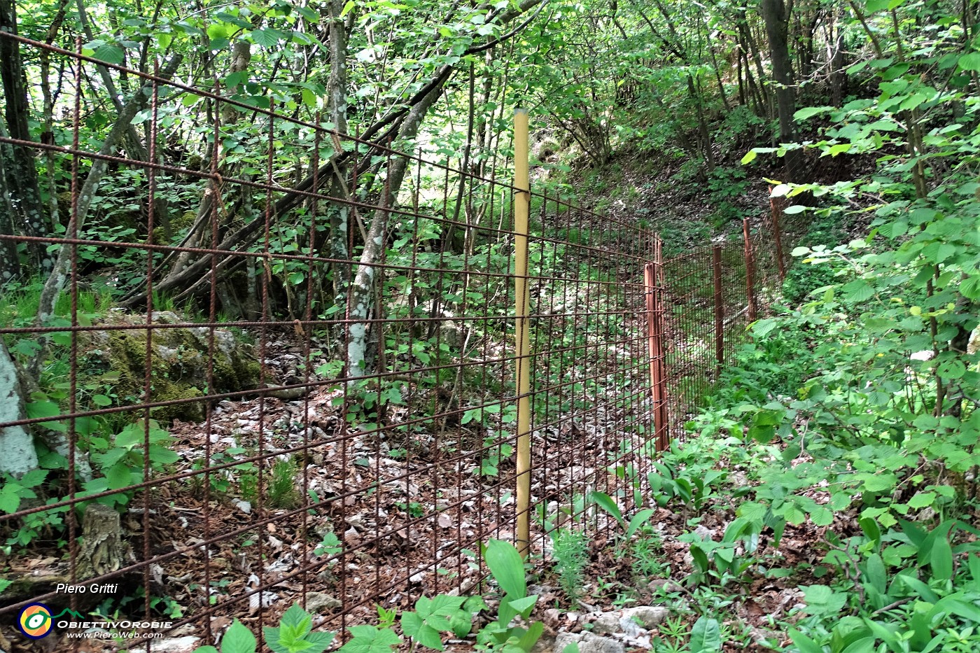 28 Seguendo nel fitto bosco traccia di sentierino a lato del reticolato scendo verso la Stalla Fopp (1124 m).JPG